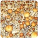 Псилоцибиновые (галлюциногенные)  грибы Psilocybin "Golden Teacher" в Харовске