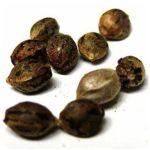Семена марихуаны АК-47  (Seeds AK-47) в Харовске